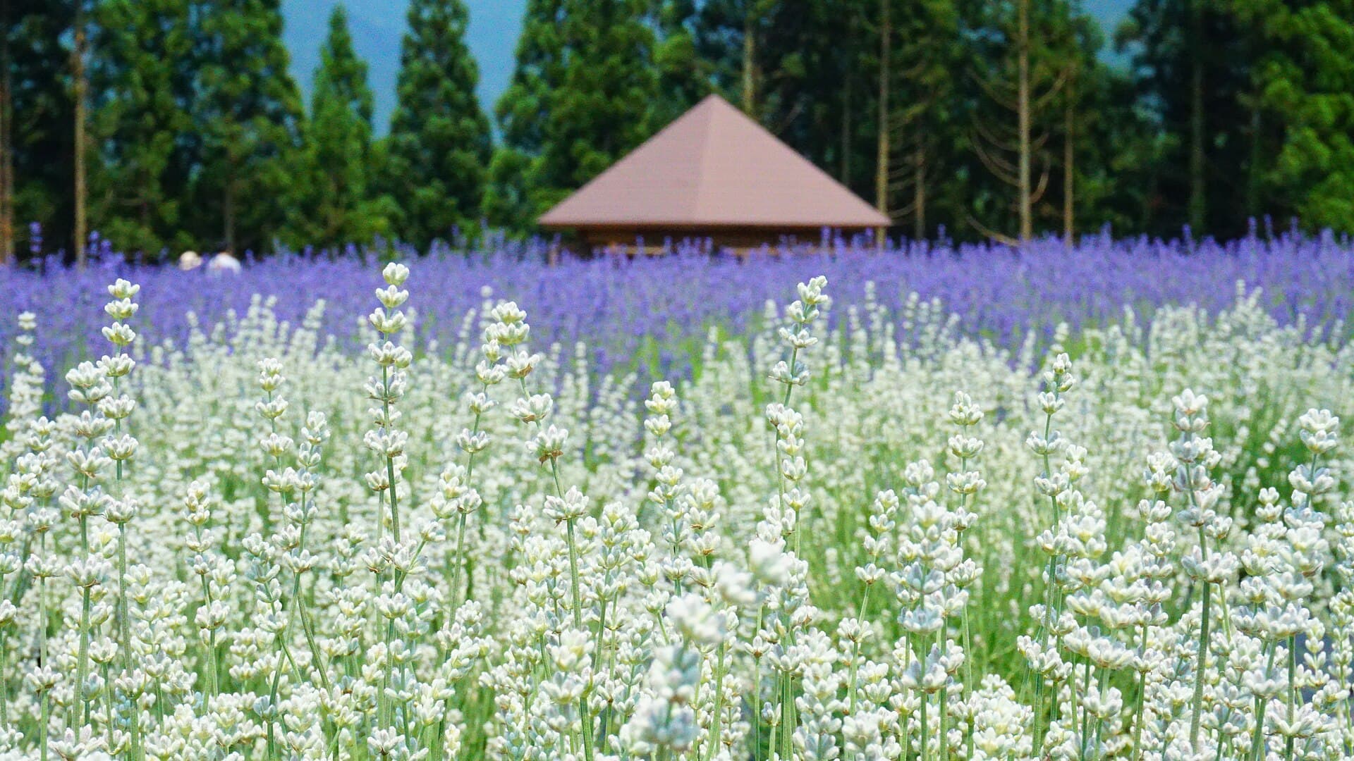 群马薰衣草四季水果采摘一日游 — 1 / 2